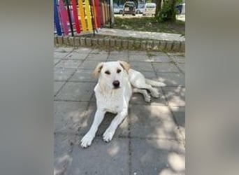 VESKO ❤ EILIG!  Gesucht: Zuhause oder Pflegestelle