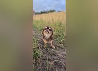 Chihuahua Rüde 