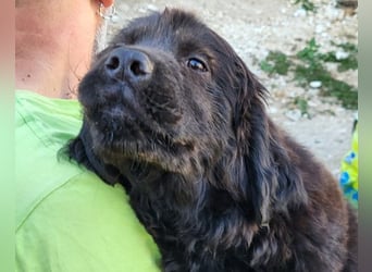 ARCHIE❤️ junger, kinderlieber Chow-Chow-Retriever-Mix-Rüde: perfekter Familienhund!