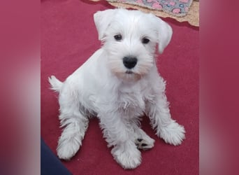 Welpen weiß Zwergschnauzer Hündin