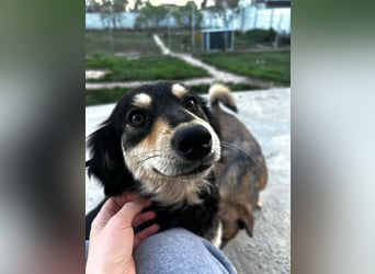 Miley - anhängliche, liebe und katzenverträgliche Hündin / z.Zt. noch in Rumänien