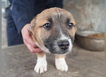 ♥LUI♥ neu auf Pflegestelle bei Duisburg - herzallerliebster, knuffiger Welpe 24 cm (bleibt kleiner)