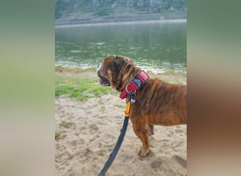 neues Herrchen oder Frauchen für Old English Bulldog dringend gesucht