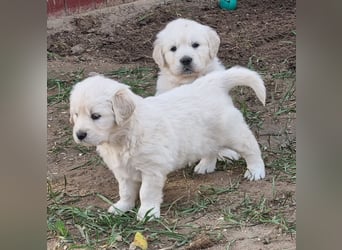 Golden Retriever Welpen