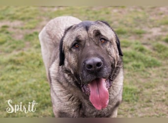 SPIRIT + SILA - die beiden Kangal-Mixe suchen ein gemeinsames Zuhause bei hundeerfahrenen Menschen