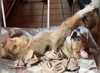 gutgelaunter VALENTIN sucht seine Familie