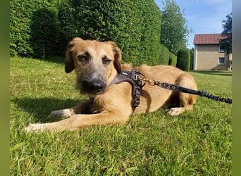 TARO❤️ wartet in 24885 Sieverstedt