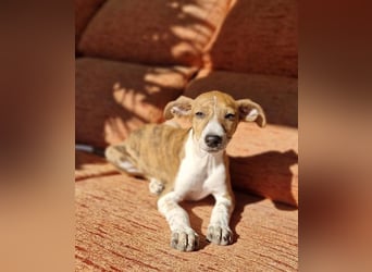 Lucky - ein Welpe sucht sein Körbchen