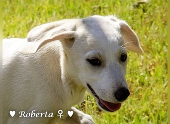 Ralfie, Roberta, Robbie und Rickie suchen eine Familie