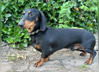Gerry, geboren 02.09.2023, 24cm sucht sein Körbchen