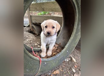 Labrador Retriever Welpen, reinrassig, Ahnenpass uvm., schwarz und gelb