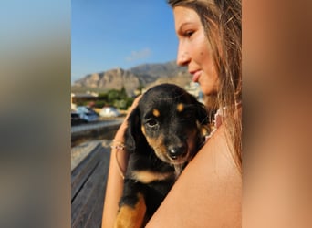 Junghund JANI sucht nach seinem Für-immer-Zuhause