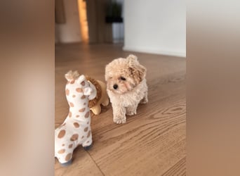 Maltipoo Pudel Malteser