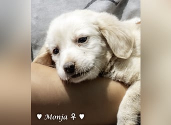 Millie, Marla, Mona und Monja (reserv.) suchen ab Mitte September ein Zuhause