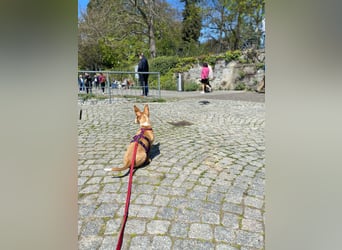 Pina, clevere und soziale Junghündin