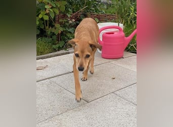 Mathilda ❤️ wartet in 90427 Nürnberg