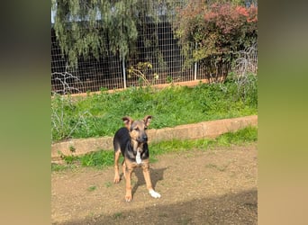lieber Bruce sucht sein kuscheliges Zuhause