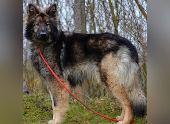 Balto