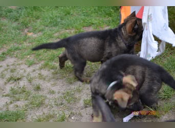 Dunkelgraue Schäferhunde aus Kör-u.Leistungzucht