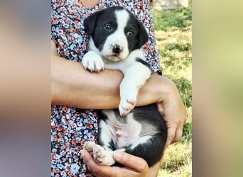 Kleiner Rocky ❤️ will die Welt erkunden!