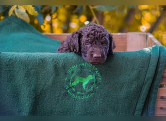 Irish Water Spaniel Welpen / Nichthaarend / FCI - VDH Zucht