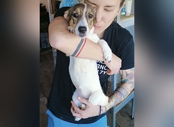 MOLLY, Hündin, 3 Jahre, 27cm, Mischling, Tierschutz