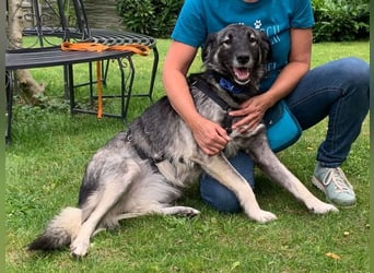 ♥ALITA♥ Pflegestelle dringend gesucht - wunderschöne, aufgeschlossene Herdenschutz-Mix-Hündin 59 cm