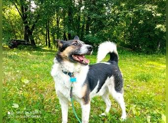 Mischka ist ein freundlicher Begleiter mit Zuckerschockgarantie