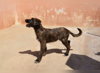 Bombón  sucht ein Zuhause