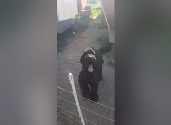 Jacky VI – Lebensfroher Riesenschnauzer sucht aktives Zuhause