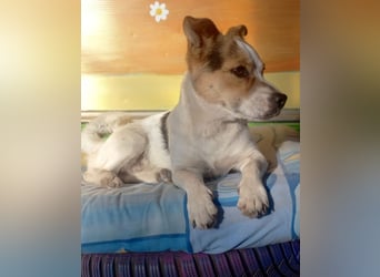 Didier - freundlicher, aktiver, verspielter kleiner Jack Russel-Mix Rüde / z.Zt. noch in Rumänien