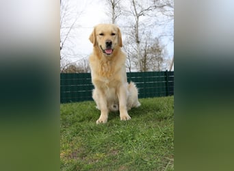 Golden Retriever Deckrüde mit FCI-Ahnentafel