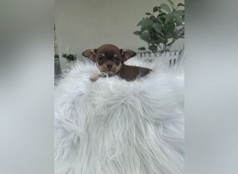 Chihuahua Welpen