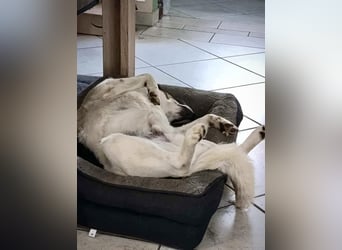 Lino, ein perfekter Begleiter