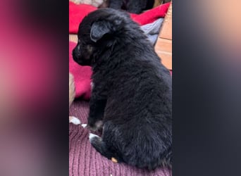 Debby und Dina suchen je ein Zuhause