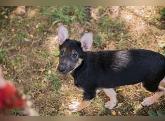 Silny: Hundekind sucht ein Zuhause