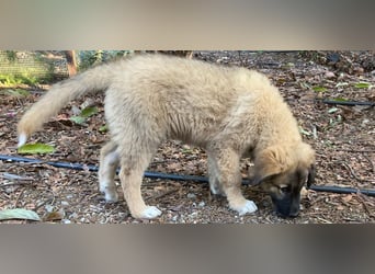 Titus wünscht sich eine eigene Familie