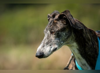 Wollen Sie Pitty kennenlernen?