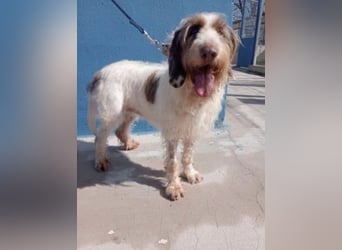 Ekait, sie leidet im Tierheim