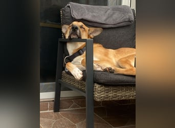 Mica, 3 Jahre, sucht ein neues Zuhause