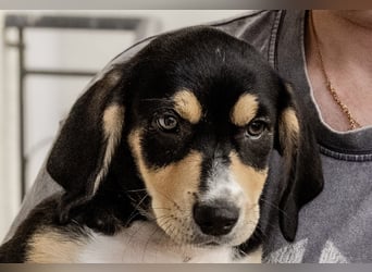 Kokonimix Tammy und Sammy suchen ein Zuhause