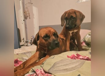 Süße Rhodesian Ridgeback Welpen