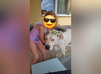 Gyöngy-DG, sucht Paten!