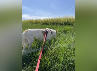 LEEBA - Ein Herz auf vier Pfoten sucht ihr Zuhause Zuhause oder Pflegestelle zum 06.09.2025 gesucht!