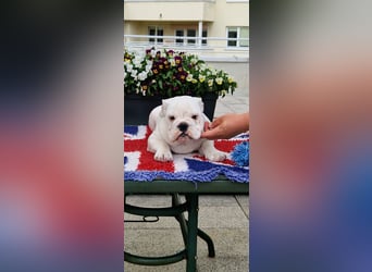 Englische Bulldoggen welpen Top Pedigree FCI