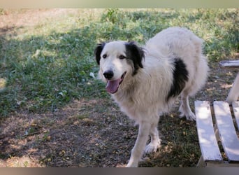 Chip 2233069: Sucht ein Zuhause