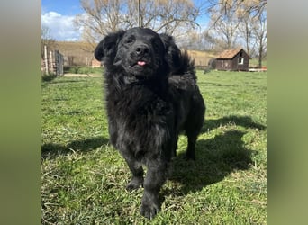 Ćiro ein Familienhund für Kinder
