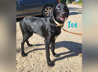 Ice 03/2024 (ESP) - verschmuster, ausgeglichener und sozialer Junghund!