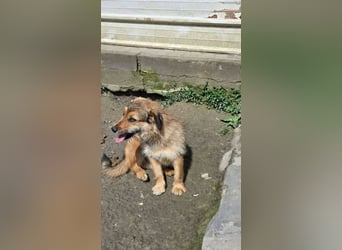 Chester - Flausch mit Herz