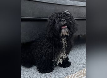 Shih Tzu - Pudelmischlingswelpen abzugeben